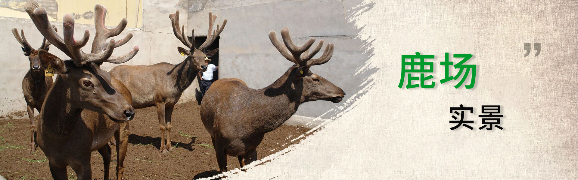 新疆昌吉华盛商贸